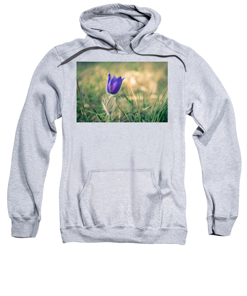 Pulsatilla Vulgaris Sweatshirt featuring the photograph Pasque Flower by Andreas Levi