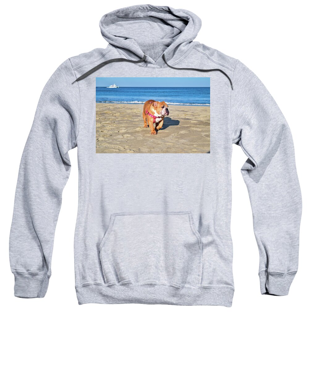 Ocean Sweatshirt featuring the photograph Peanut on the Beach by Nicole Lloyd