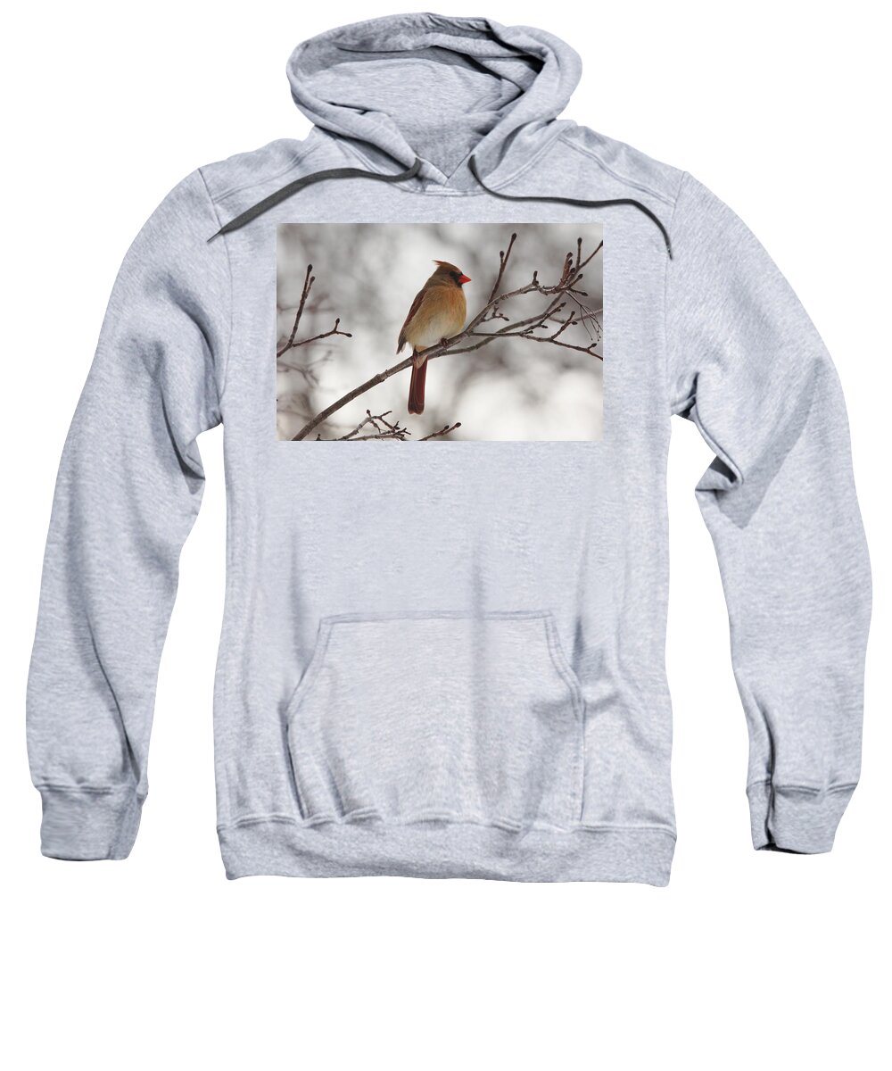 Northern Red Cardinal Sweatshirt featuring the photograph Perched Female Red Cardinal by Debbie Oppermann