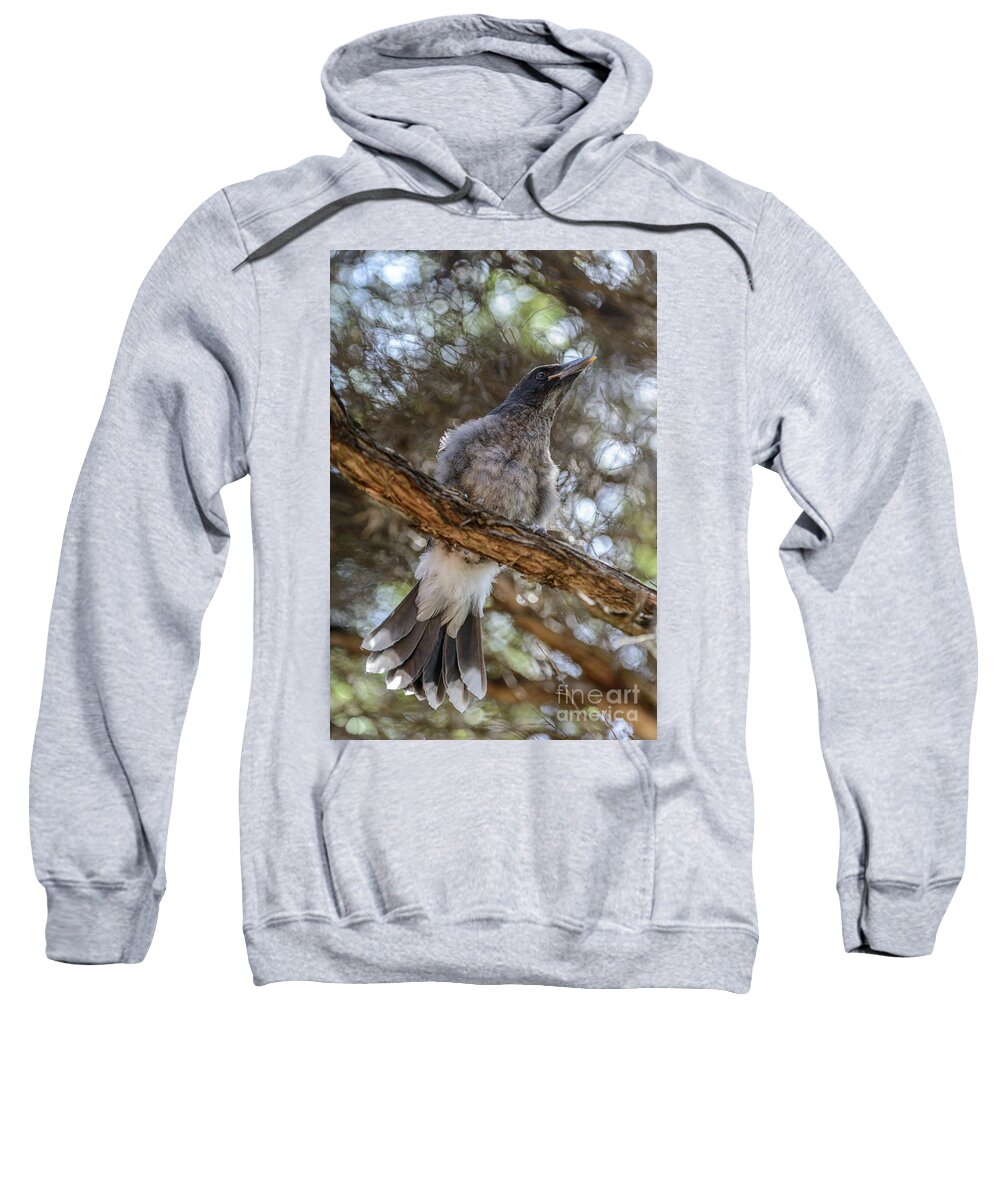 Bird Sweatshirt featuring the photograph Pied currawong chick 1 by Werner Padarin
