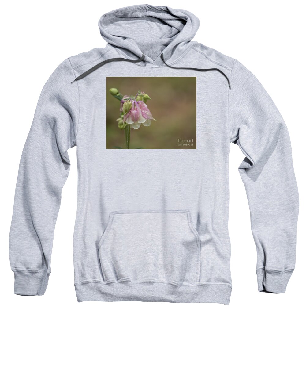 Flowers Sweatshirt featuring the photograph Pink Columbine II 2015 by Lili Feinstein