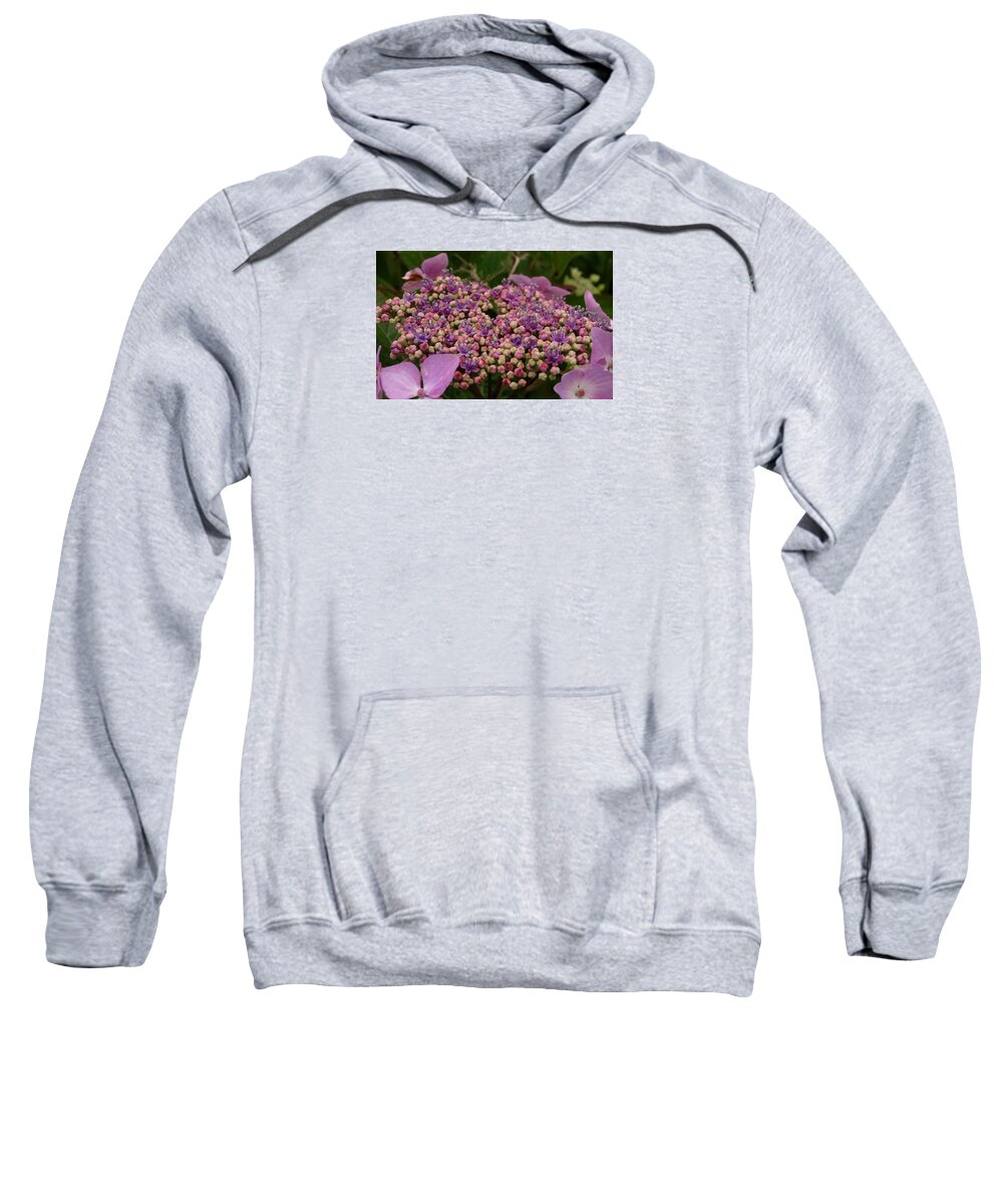 Hydrangea Sweatshirt featuring the photograph Pink Lacecap Hydrangea by Richard Brookes