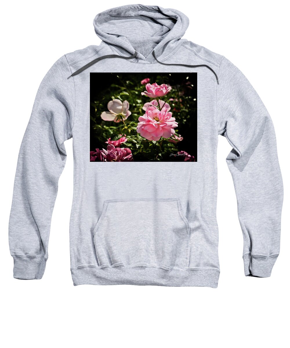 Pink Roses Photographs Sweatshirt featuring the photograph Pink Passion by Joann Copeland-Paul