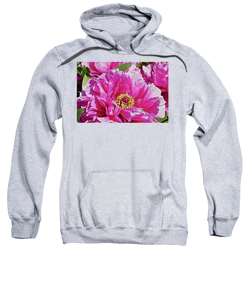 Close Up Photograph Of Pink Peony Flower Sweatshirt featuring the photograph Pink Peony by Joan Reese