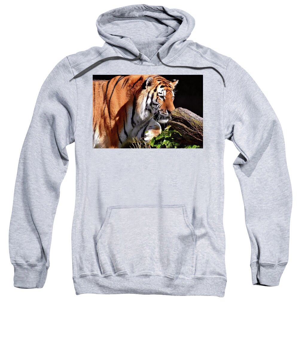 Siberian Sweatshirt featuring the photograph Playful Amur Tiger at Lincoln Park Zoo by Sherri Hubby