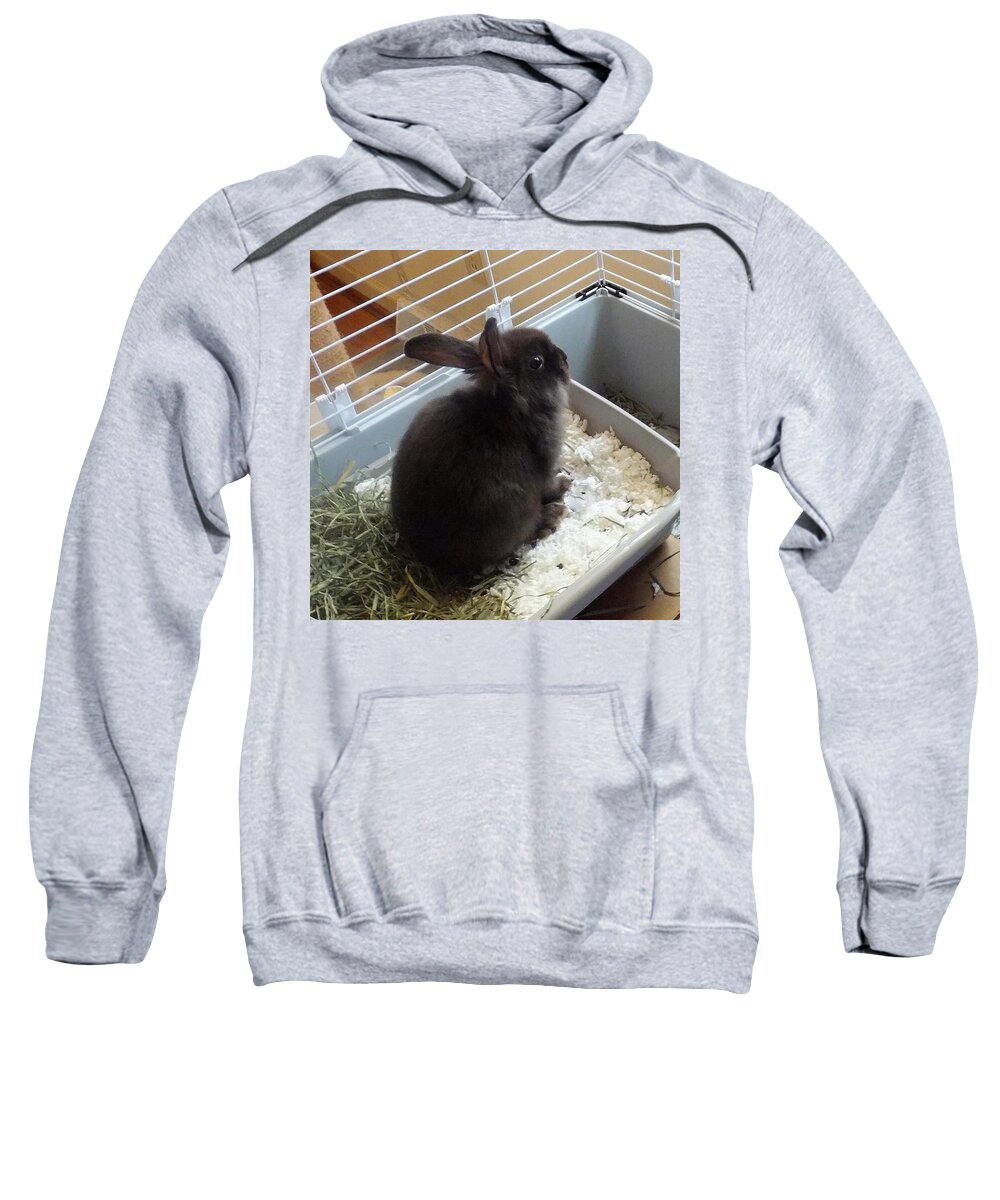Rabbit Sweatshirt featuring the photograph Portrait Of Bunbunz by Denise F Fulmer