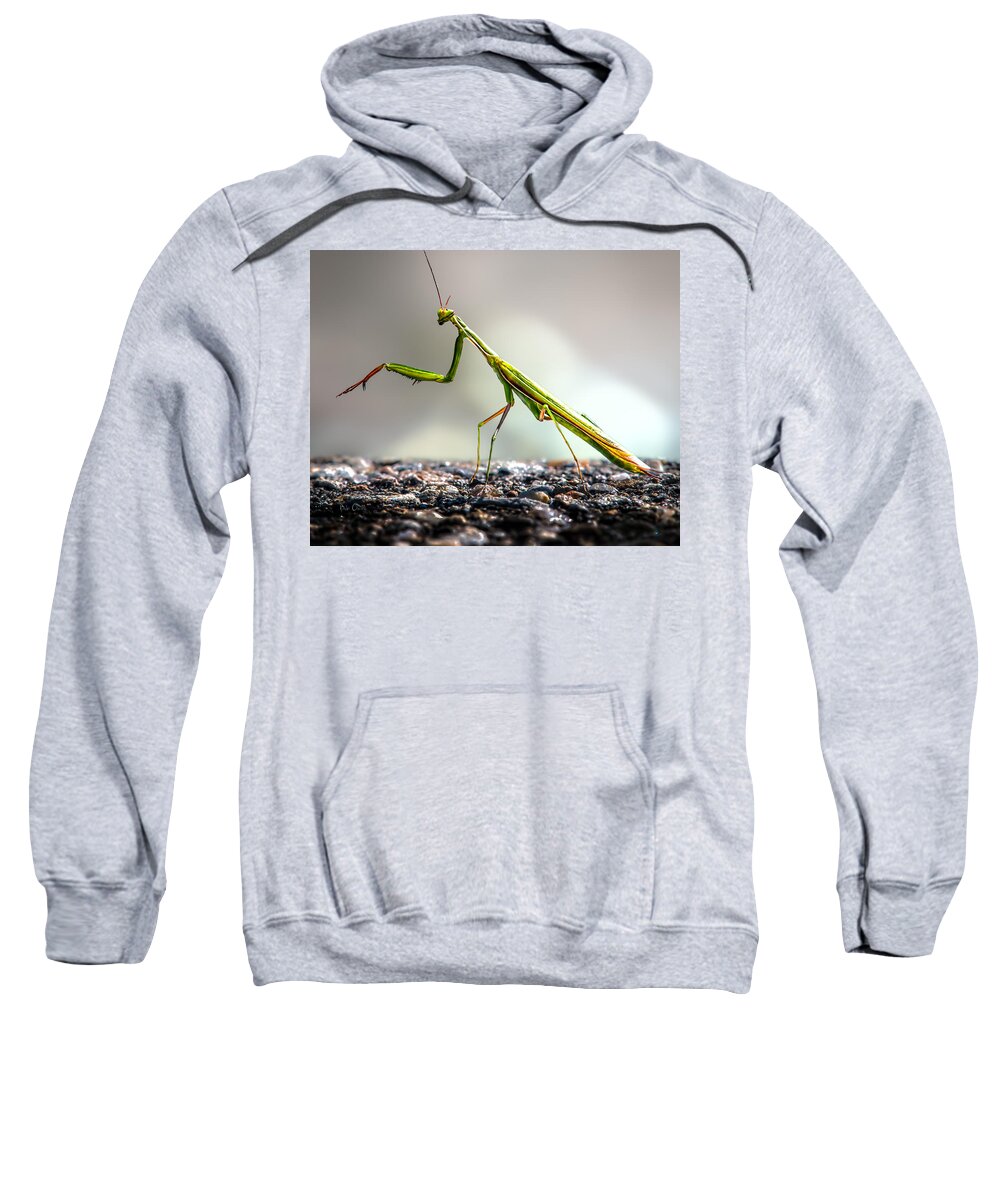 Mantis Sweatshirt featuring the photograph Praying Mantis by Bob Orsillo