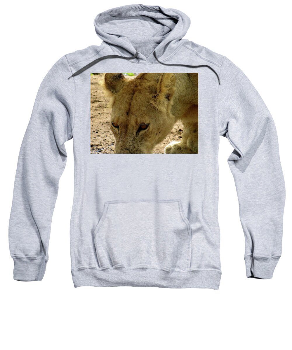 Exploramum Sweatshirt featuring the photograph Pregnant Lioness Eyes by Exploramum Exploramum