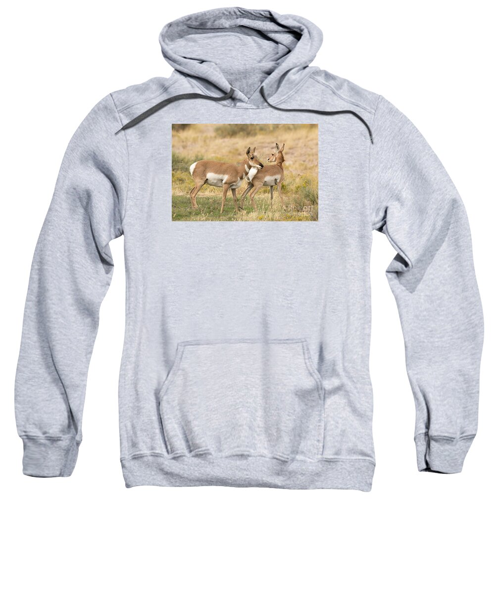 Mammal Sweatshirt featuring the photograph Pronghorns in the West Desert by Dennis Hammer