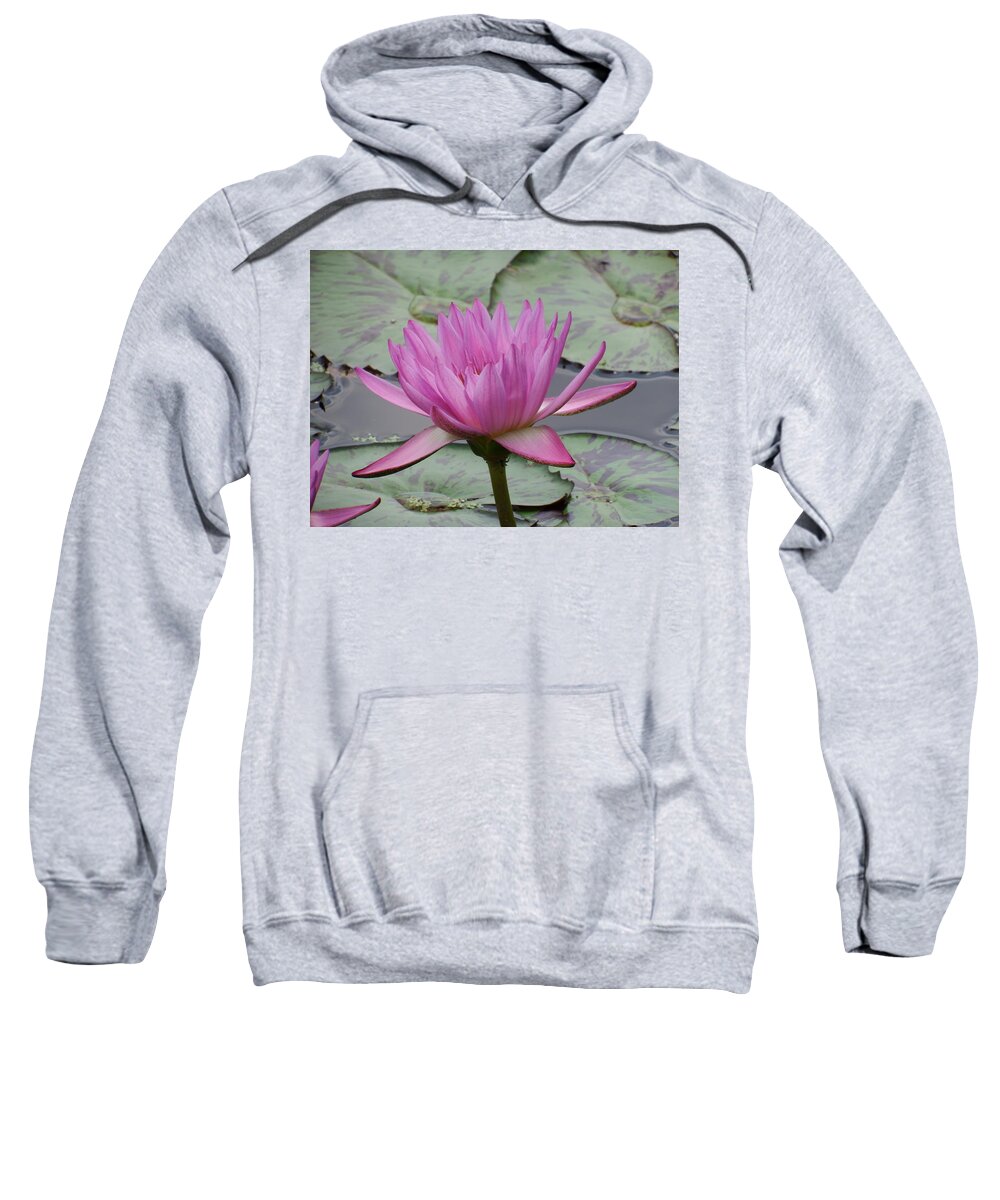 Scoobydrew81 Andrew Rhine Flower Flowers Bloom Blooms Macro Petal Petals Close-up Closeup Nature Botany Botanical Floral Flora Art Color Soft Purple Pink Lilly Water Pond Green Detail Simple Contrast Simple Clean Crisp Spring Round Art Tropical Artistic Sweatshirt featuring the photograph Purple water Lilly by Andrew Rhine