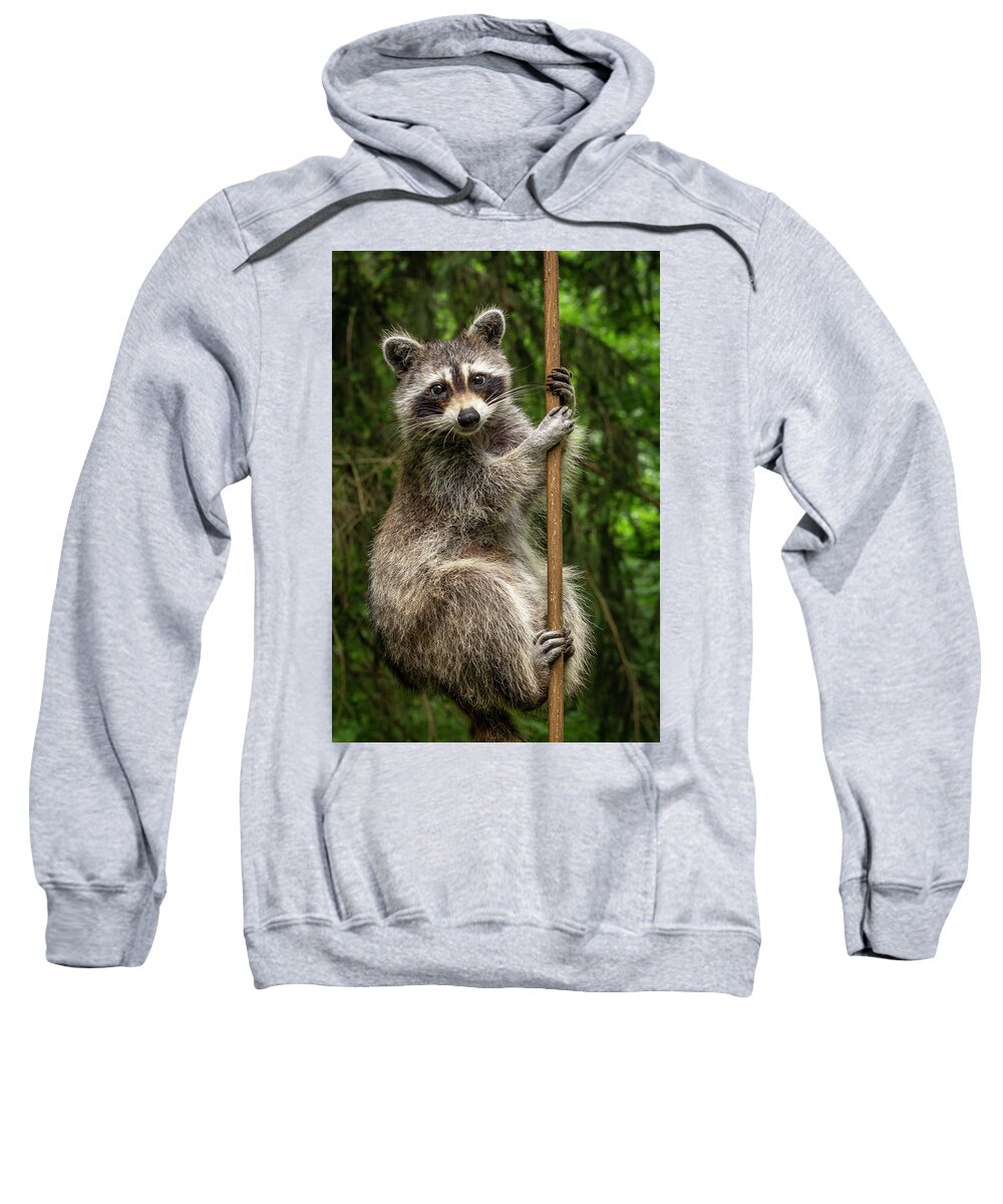Raccoon Sweatshirt featuring the photograph Raccoon Pole Dancer - Wildlife in the Bird Yard by Carol Senske