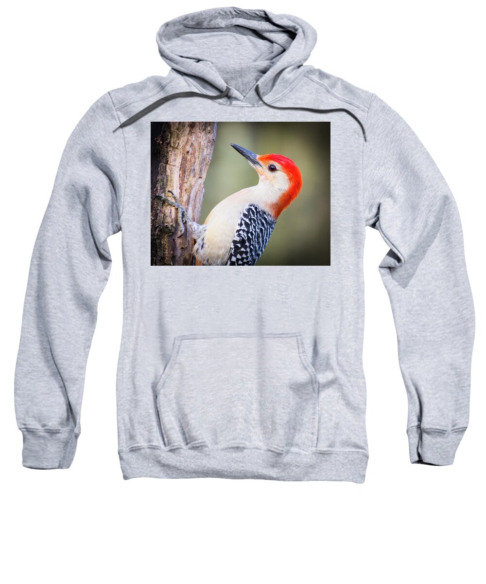 Wildlife Sweatshirt featuring the photograph Red-bellied Woodpecker by John Benedict