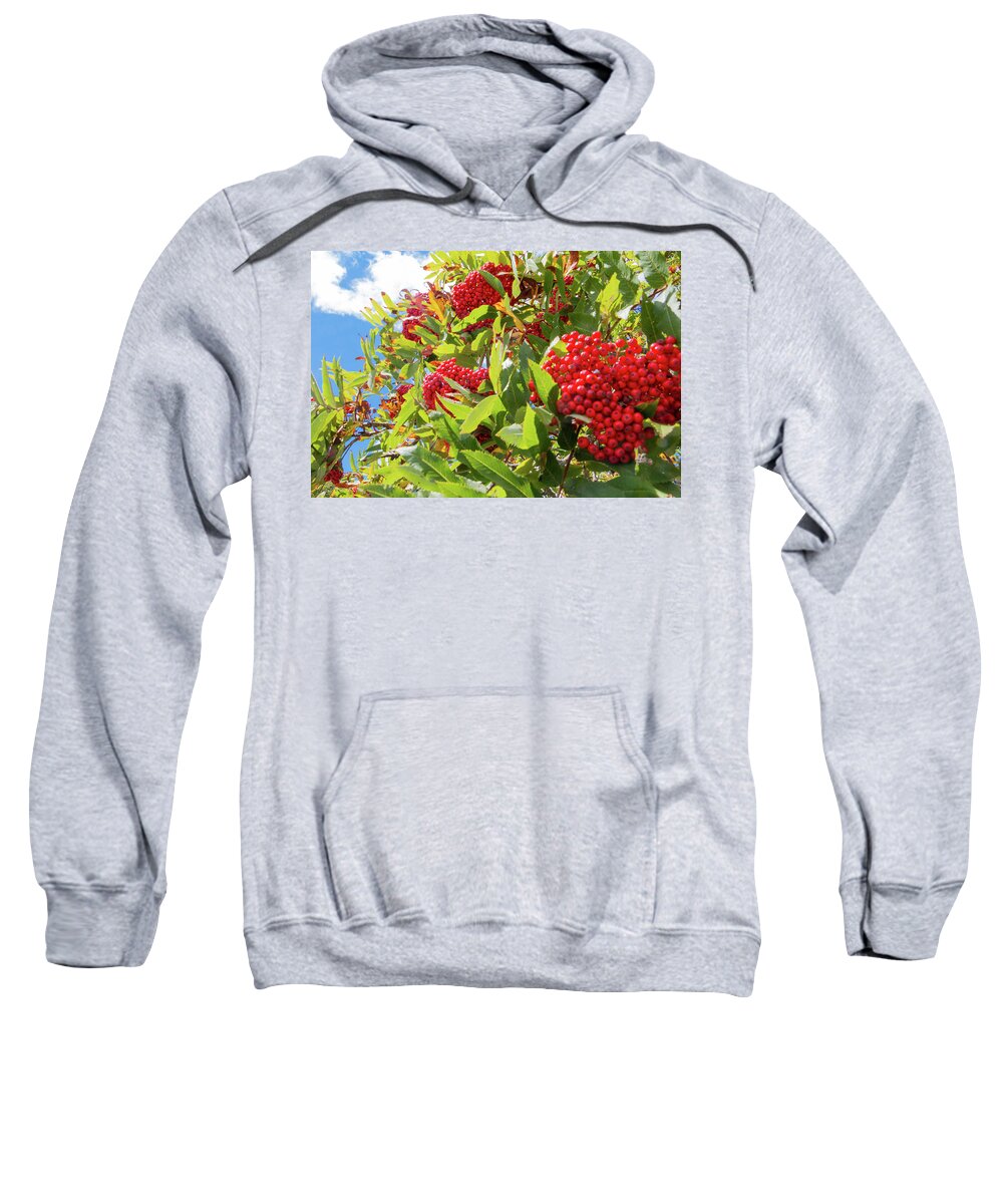 Red Sweatshirt featuring the photograph Red Berries, Blue Skies by D K Wall