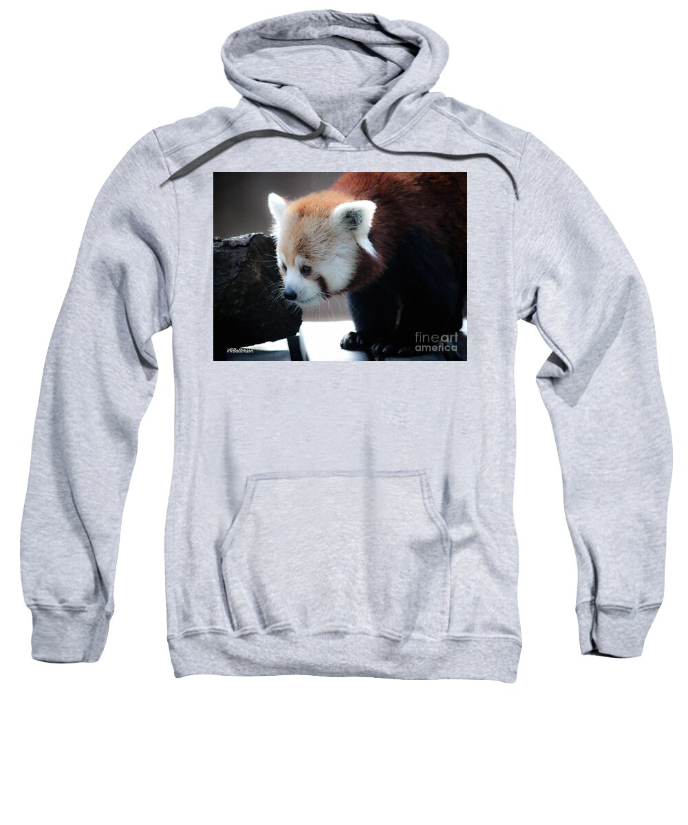 Red Panda Sweatshirt featuring the photograph Red Panda Memphis Zoo by Veronica Batterson