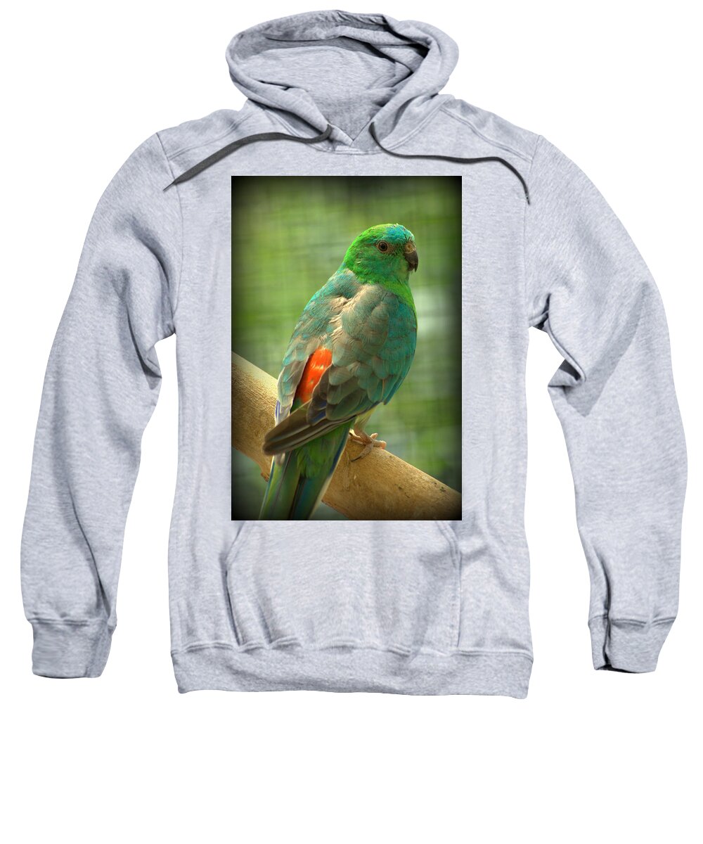 Bird Sweatshirt featuring the photograph Red Rump Parakeet Psephotus haematonotus by Nathan Abbott