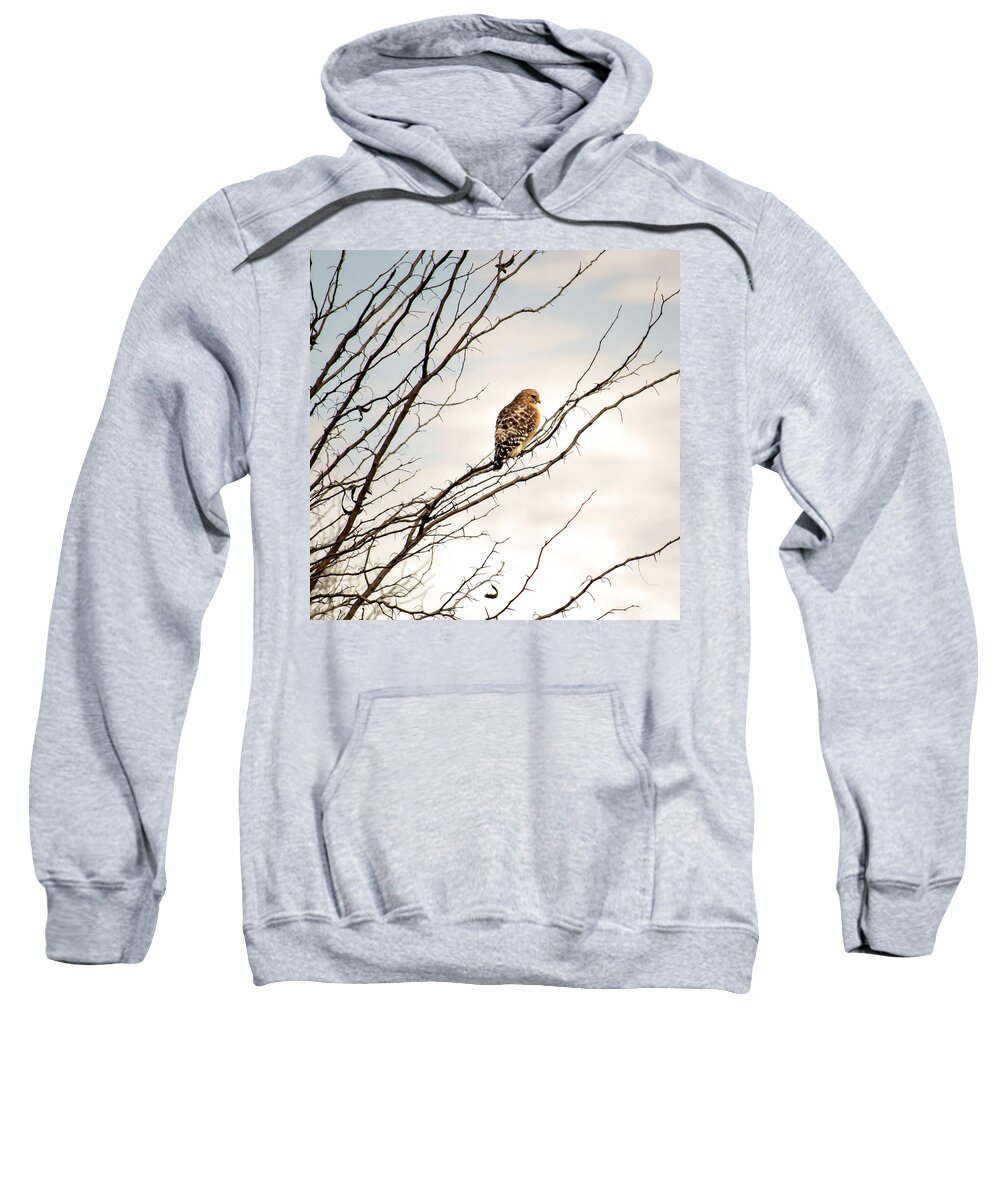 Wildlife Sweatshirt featuring the photograph Red-Tailed Hawk by Brad Thornton