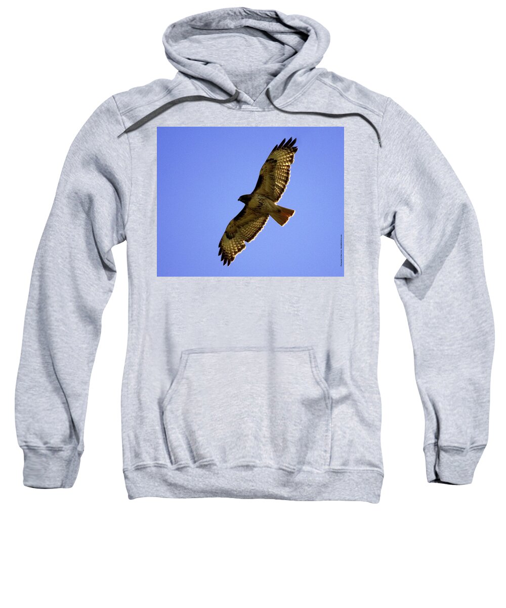 Red-tailed Hawk Sweatshirt featuring the photograph Red-tailed Hawk by Mark Ivins