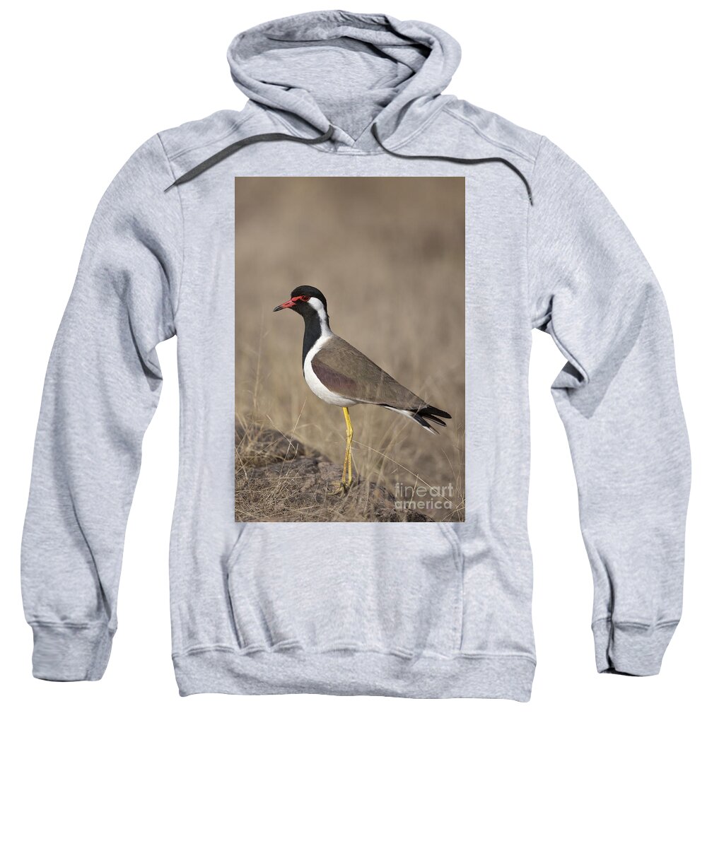 Red-wattled Lapwing Sweatshirt featuring the photograph Red-wattled Lapwing by Bernd Rohrschneider/FLPA