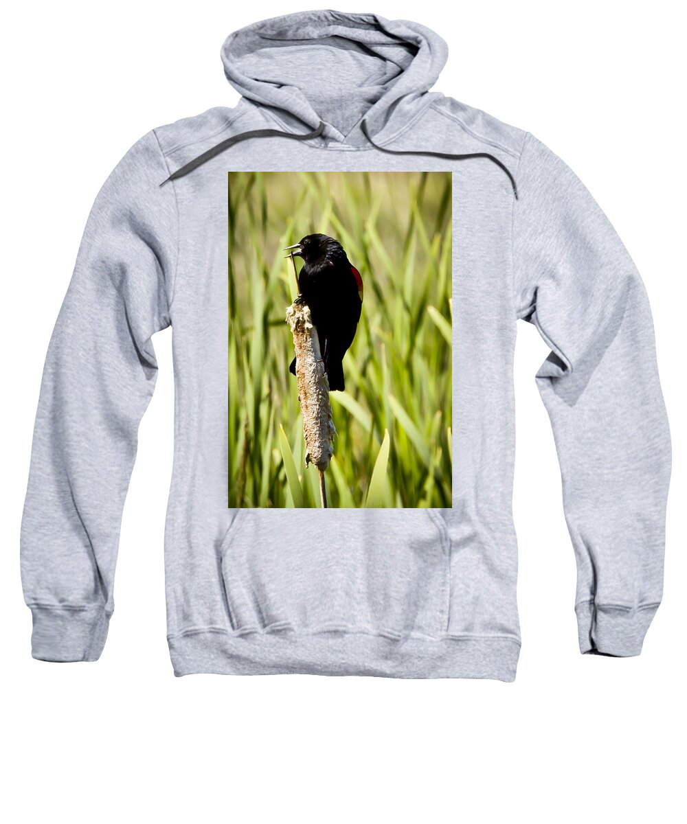Wildlife Sweatshirt featuring the photograph Red-winged Blackbird by Albert Seger