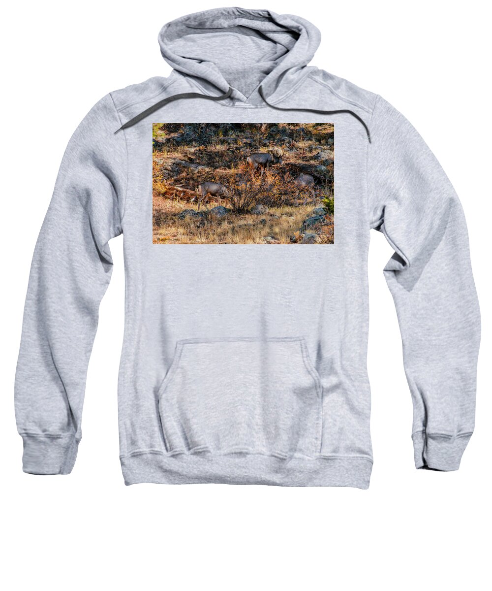  Sweatshirt featuring the photograph Rocky Mountain National Park Deer Colorado by Paul Vitko