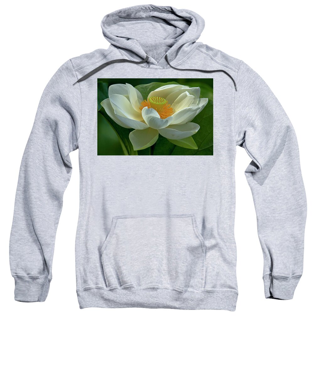 Recent Sweatshirt featuring the photograph Sacred lotus close up macro capture by Geraldine Scull