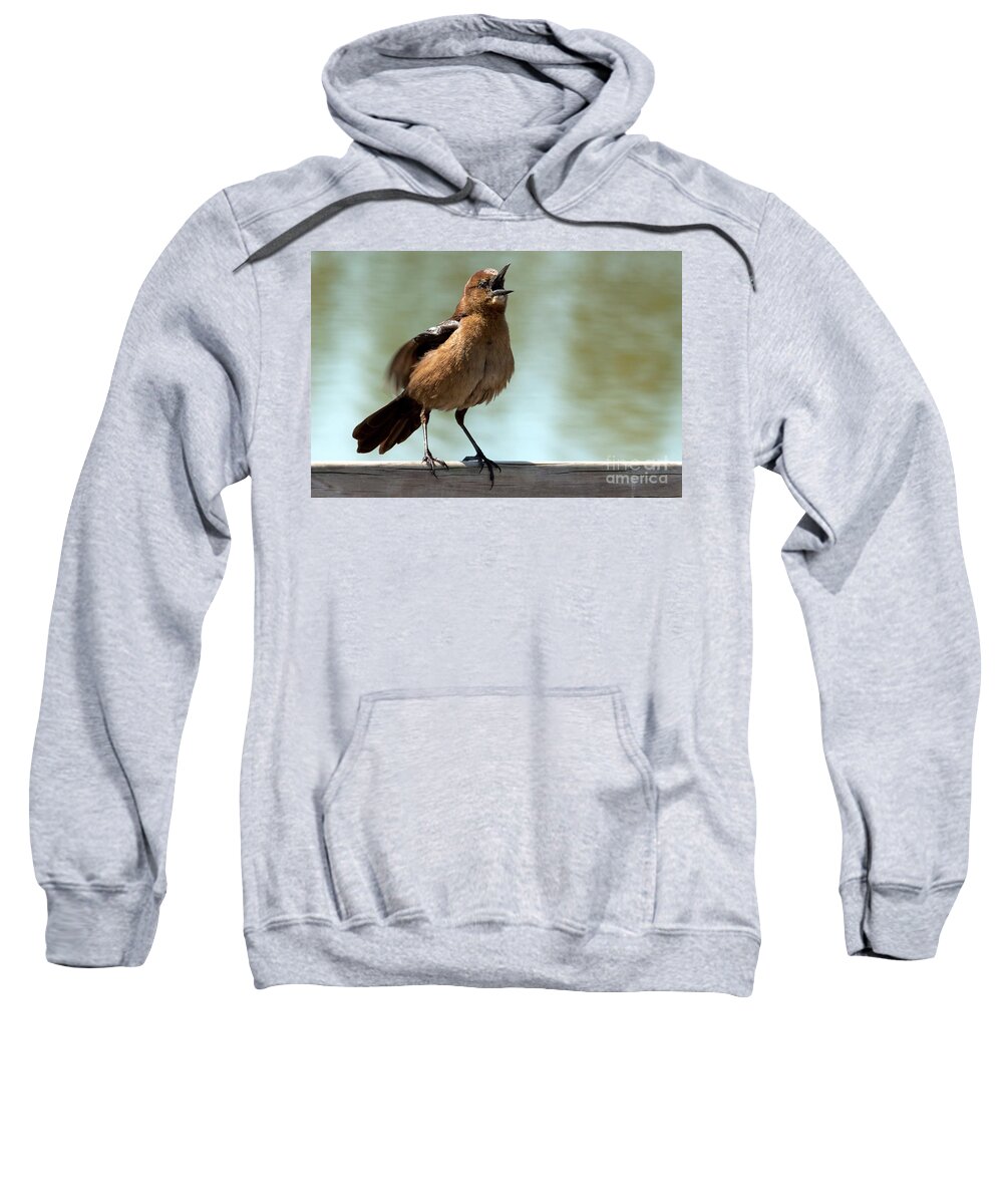 Boat-tailed Grackle Sweatshirt featuring the photograph Sing Out Loud by Meg Rousher