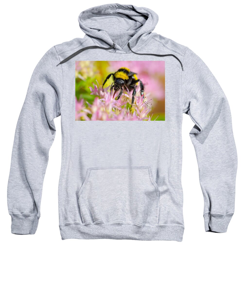 Autumn Sweatshirt featuring the photograph Sipping Nectar by SR Green