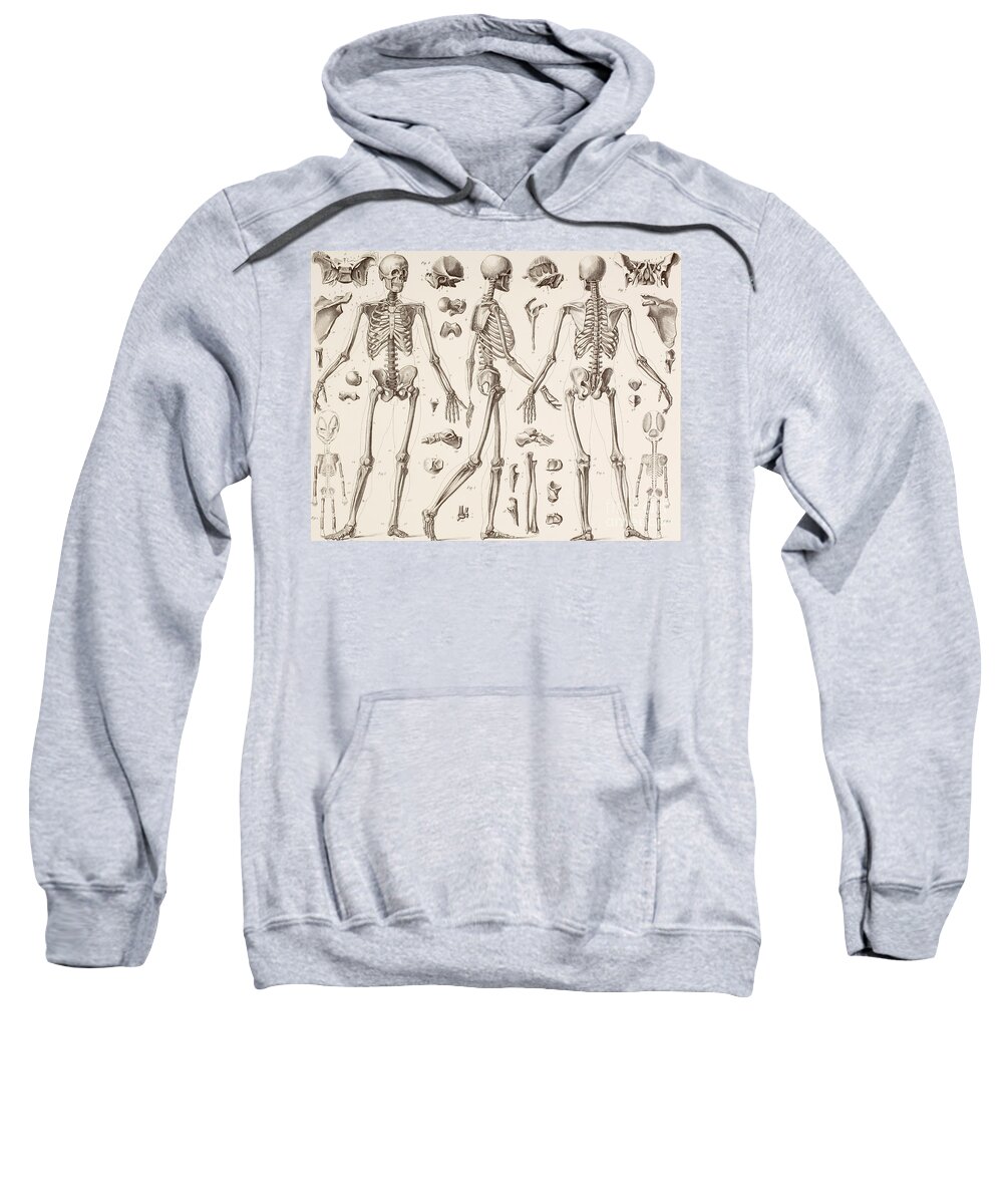 Skeleton Sweatshirt featuring the drawing Skeletons by English School