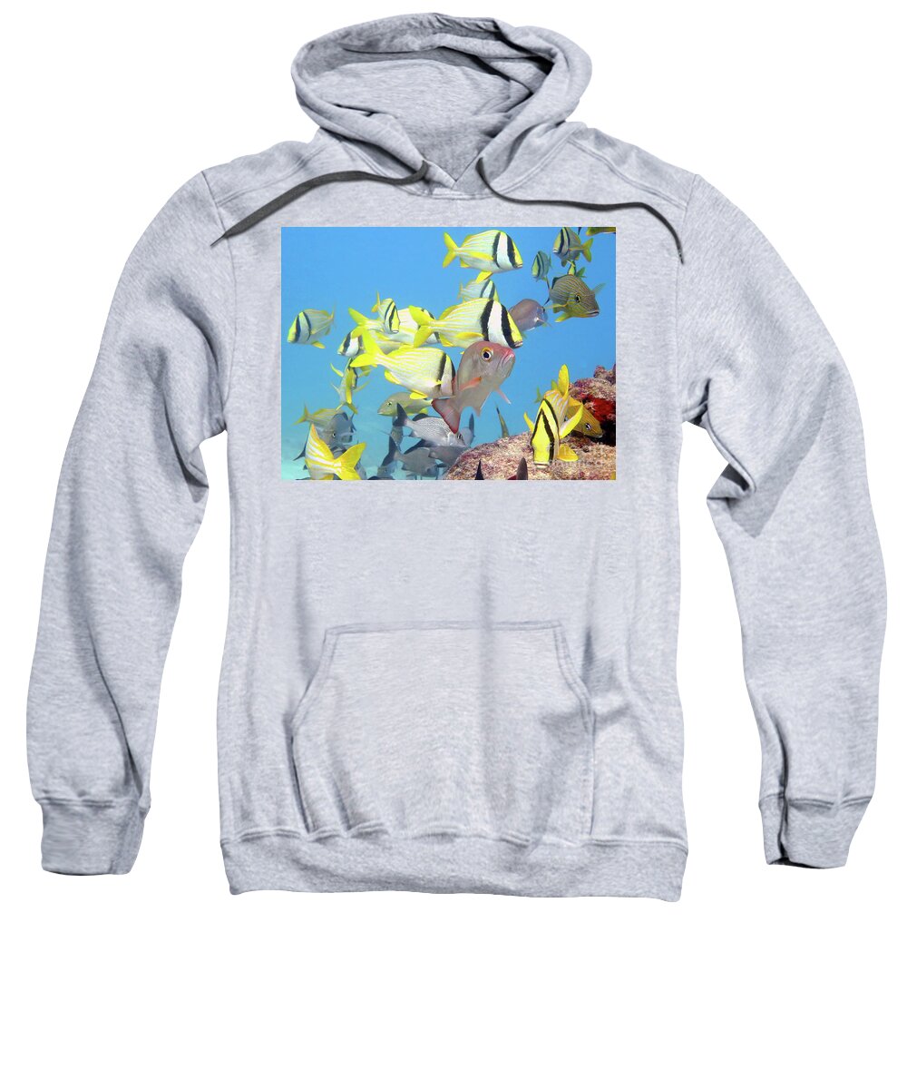 Underwater Sweatshirt featuring the photograph Snapper Ledge 2 by Daryl Duda