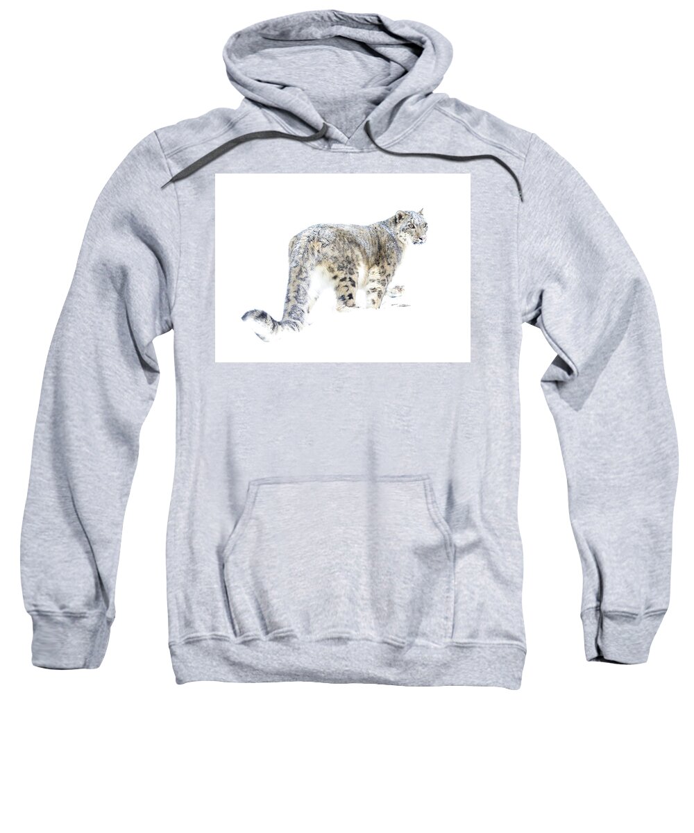 Snow Leopard Sweatshirt featuring the photograph Snow Leopard on White by Steve McKinzie