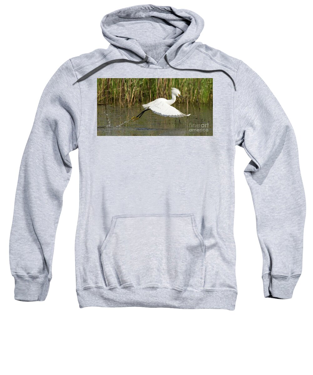 Bird Sweatshirt featuring the photograph Snowy Egret Taking Flight by Dennis Hammer