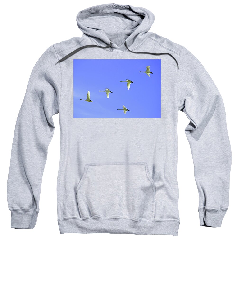 Snowy Egrets Flying In Klanth Wildlife Refuge In California Sweatshirt featuring the photograph Snowy Egrets by Dr Janine Williams