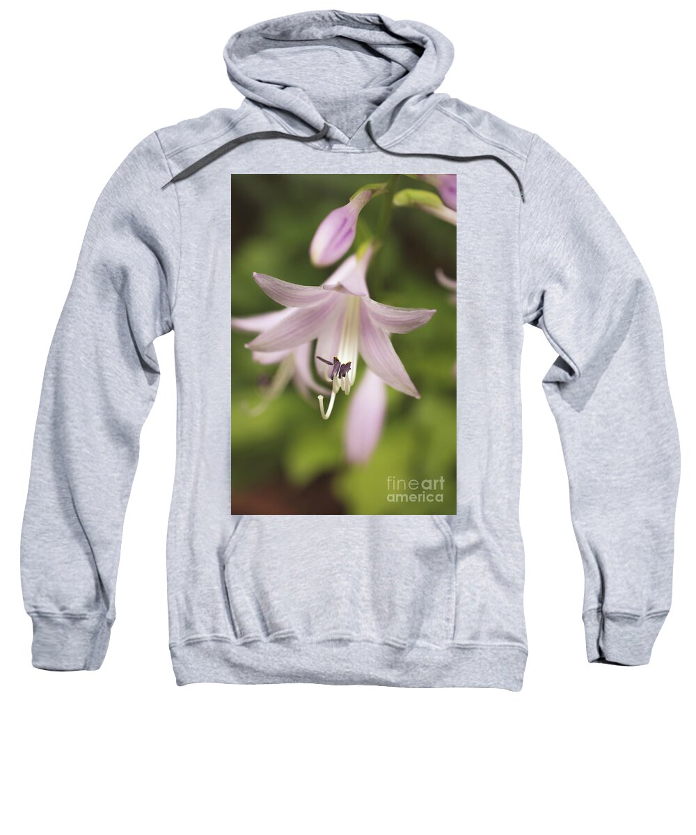 Hosta Sweatshirt featuring the photograph Softened Hosta Bloom Botanical / Nature / Floral Photograph by PIPA Fine Art - Simply Solid