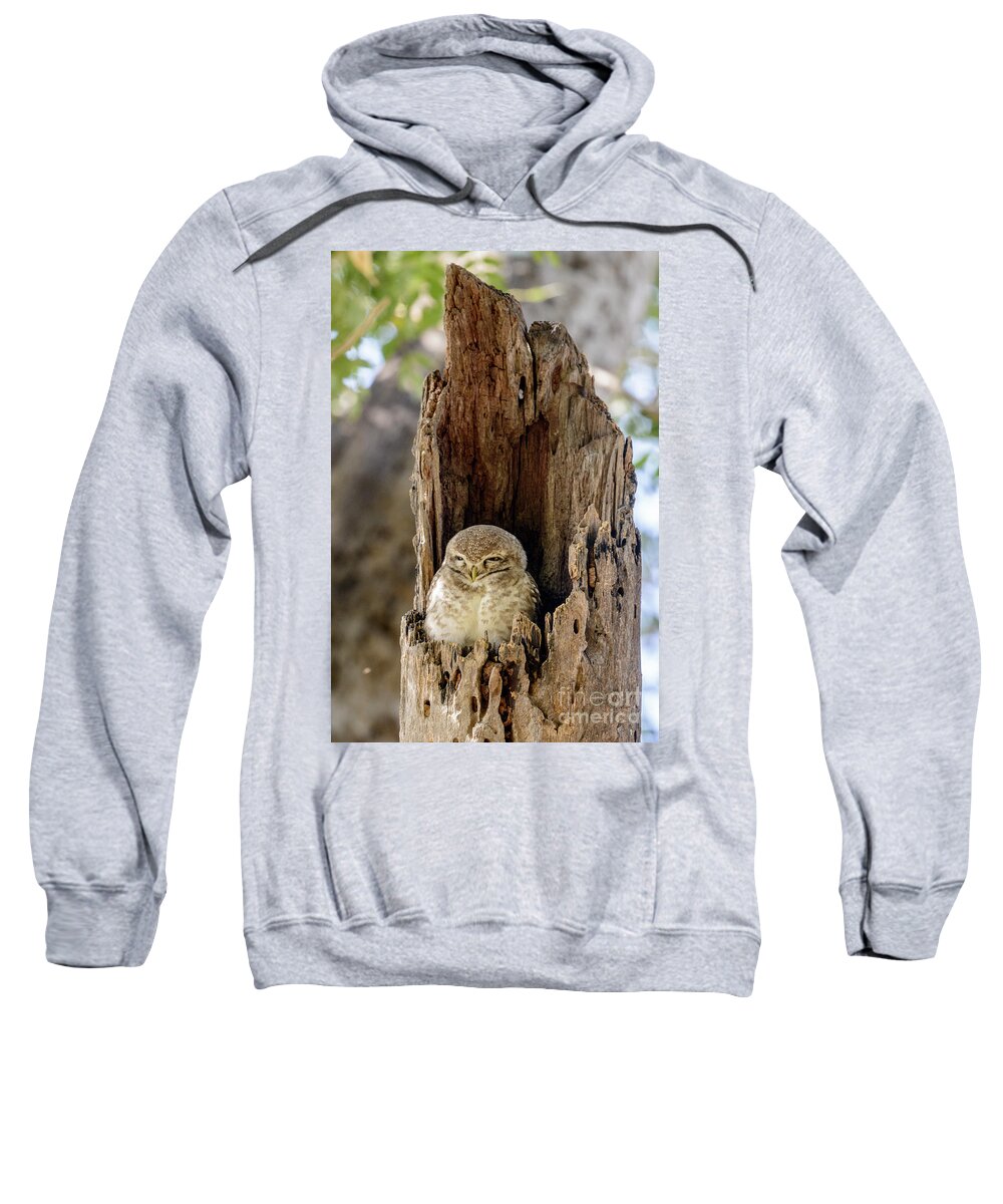 India Sweatshirt featuring the photograph Spotted Owlet by Werner Padarin