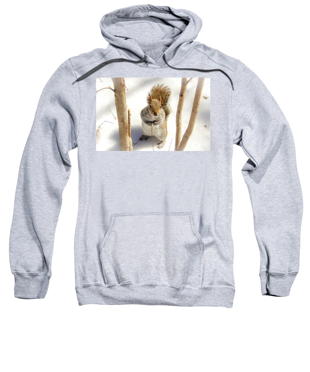 Squirrel Sweatshirt featuring the photograph Squirrel in Snow by Alison Frank