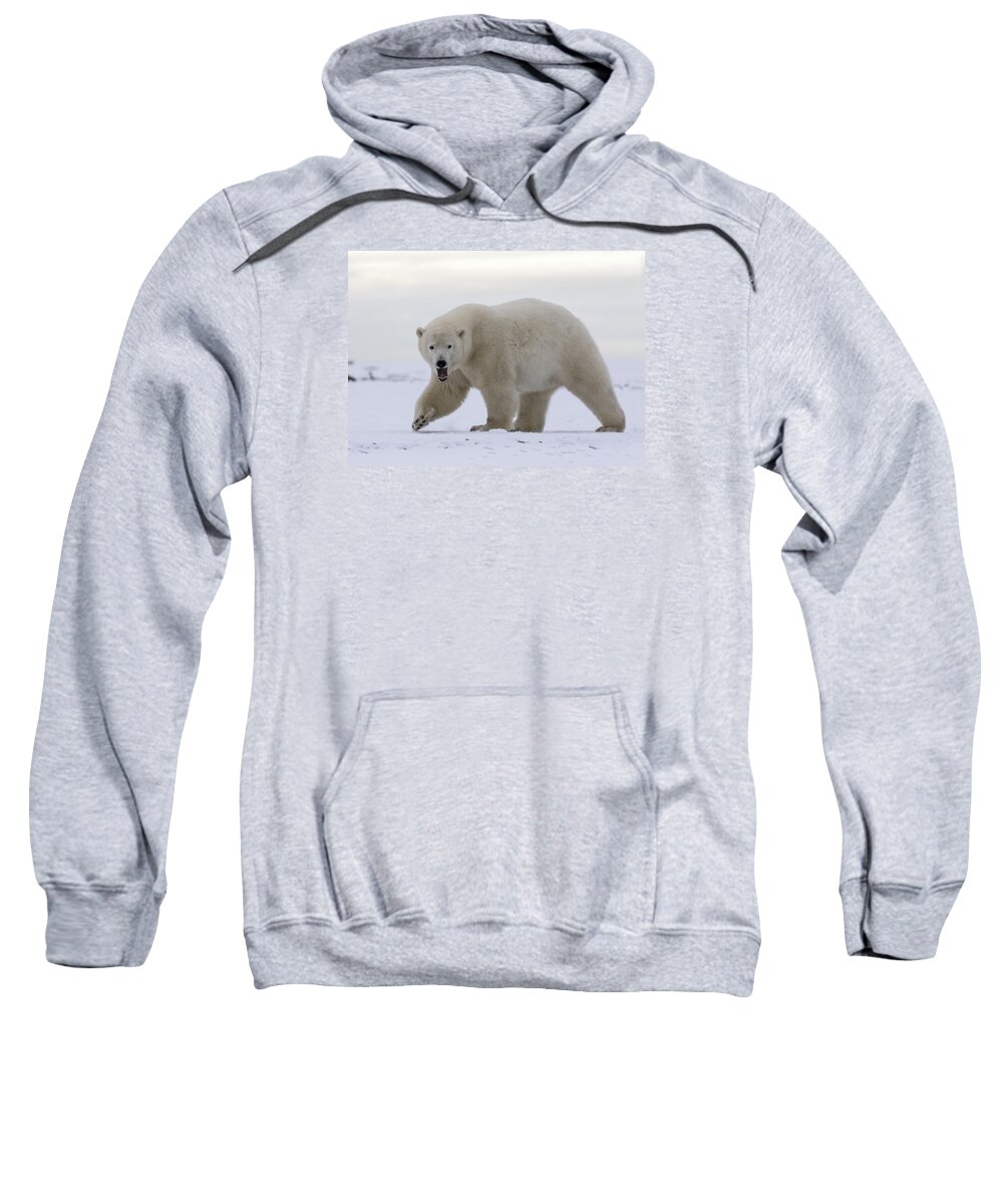 Animal Sweatshirt featuring the photograph Stepping Out in the Arctic by Cheryl Strahl