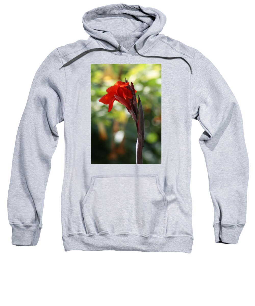 Background Sweatshirt featuring the photograph Red Canna Lily by Taiche Acrylic Art