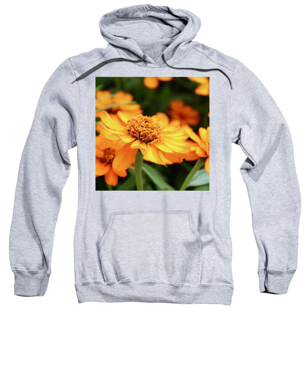Photograph Sweatshirt featuring the photograph Stunning Coreopsis Daisies by M E