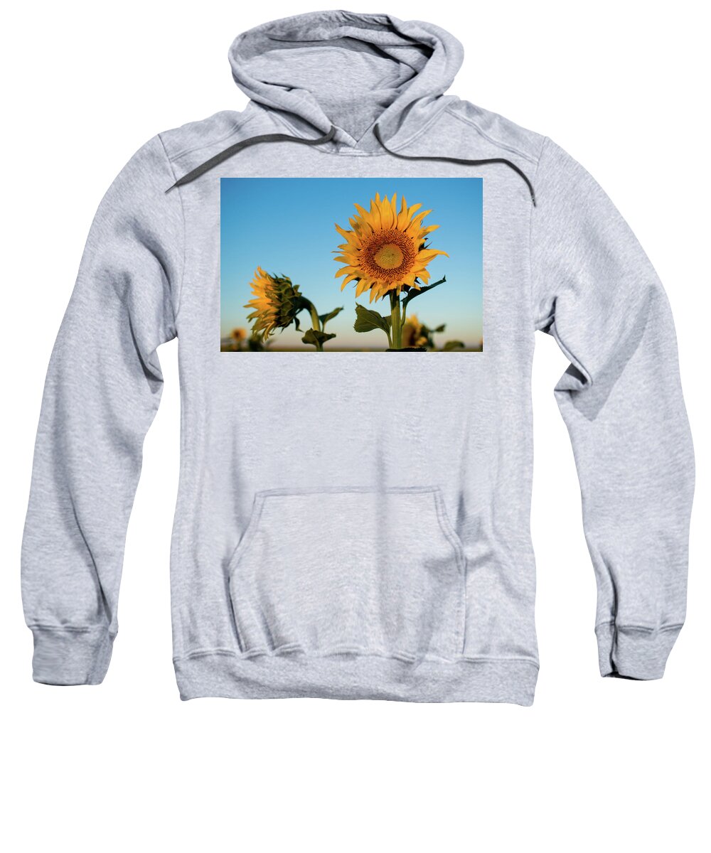 Sunflowers Sweatshirt featuring the photograph Sunflowers At Sunrise 1 by Stephen Holst