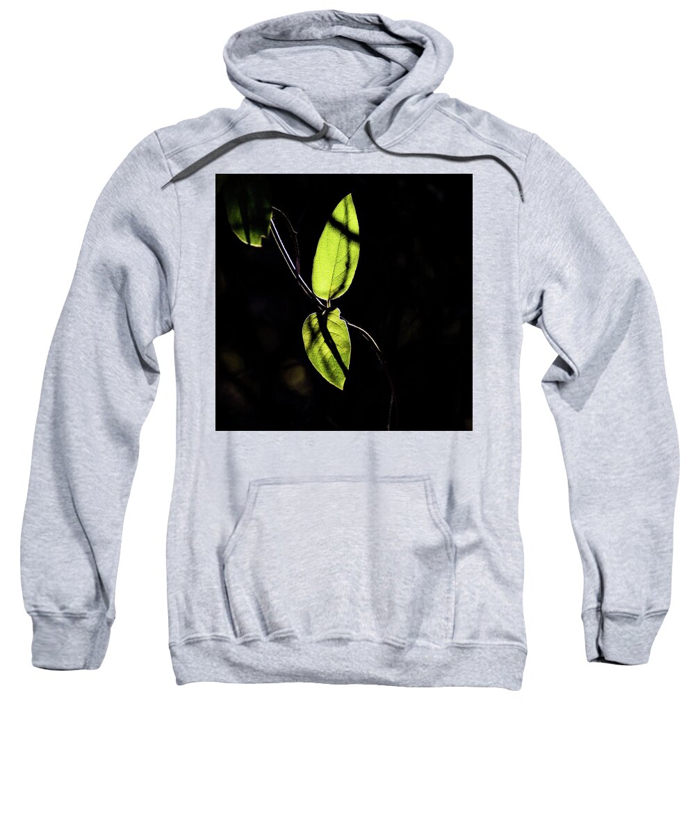Jay Stockhaus Sweatshirt featuring the photograph Sunlit Leaves by Jay Stockhaus