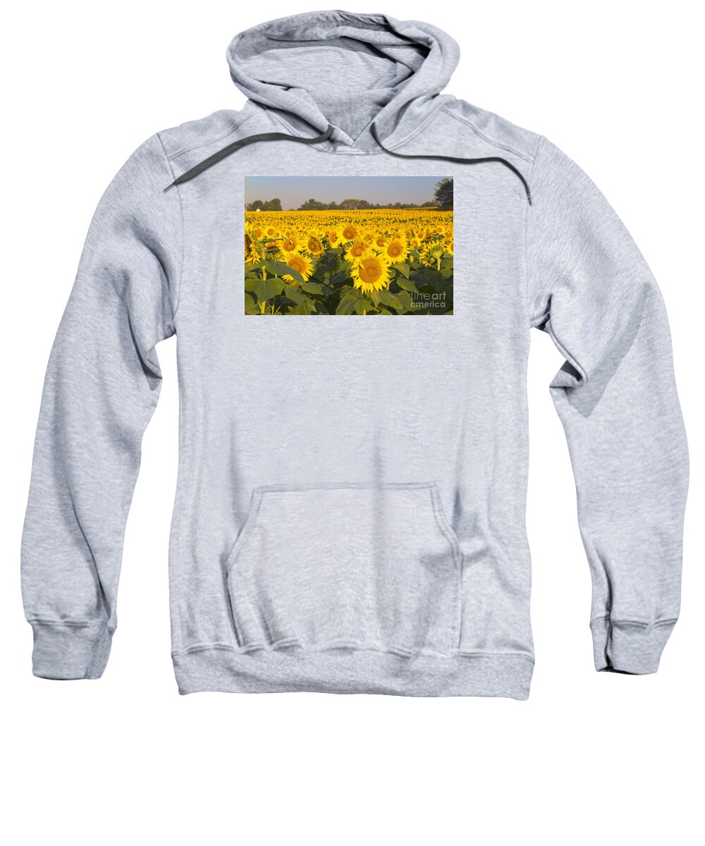 Sunflower Sweatshirt featuring the photograph Sunshine Flower Field by Crystal Nederman