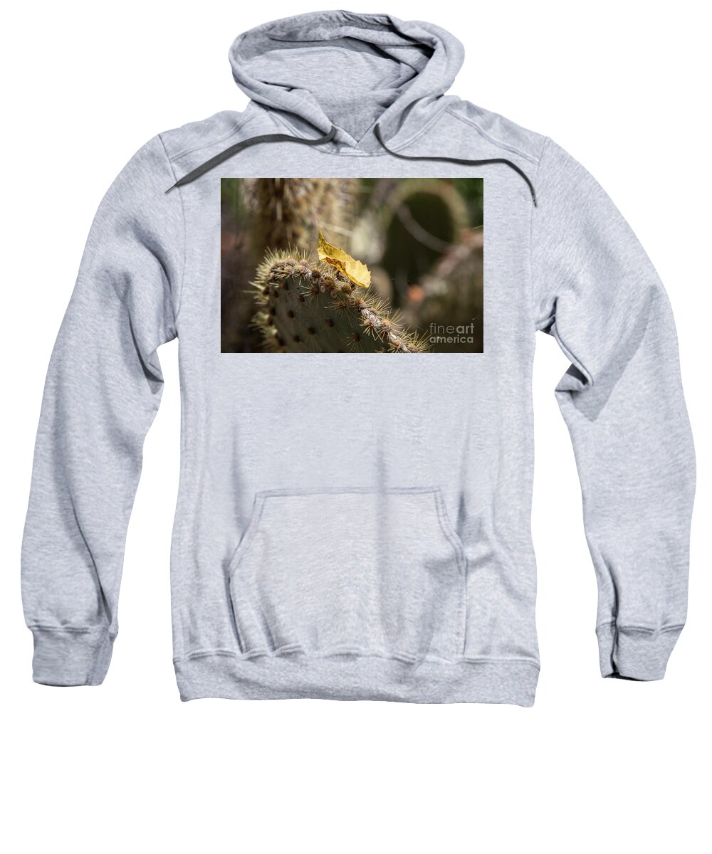 Plants Sweatshirt featuring the photograph Suspended by Kathy McClure