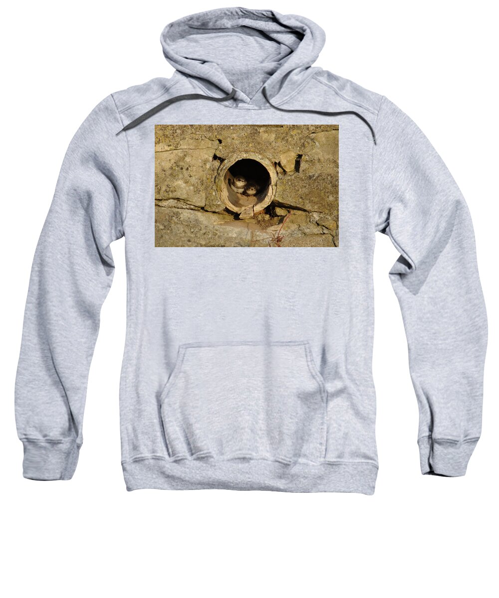 Swallow Sweatshirt featuring the photograph Swallow Babies In Pipe by Adrian Wale