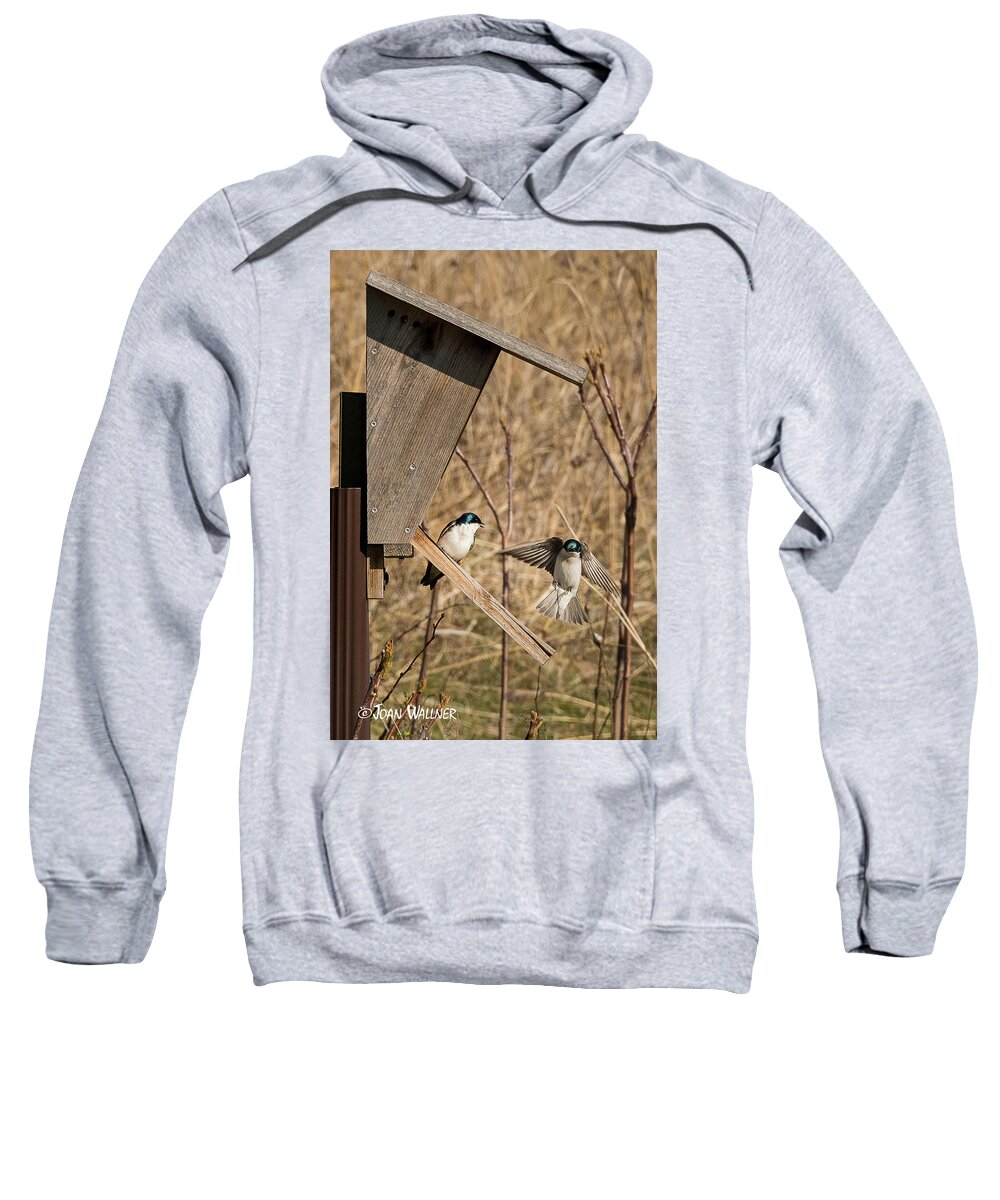 Mn Landscape Arboretum Sweatshirt featuring the photograph Swallow Landing by Joan Wallner