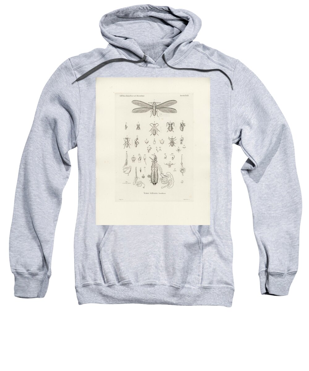 Insects Sweatshirt featuring the drawing Termites, Macrotermes bellicosus by H Hagen