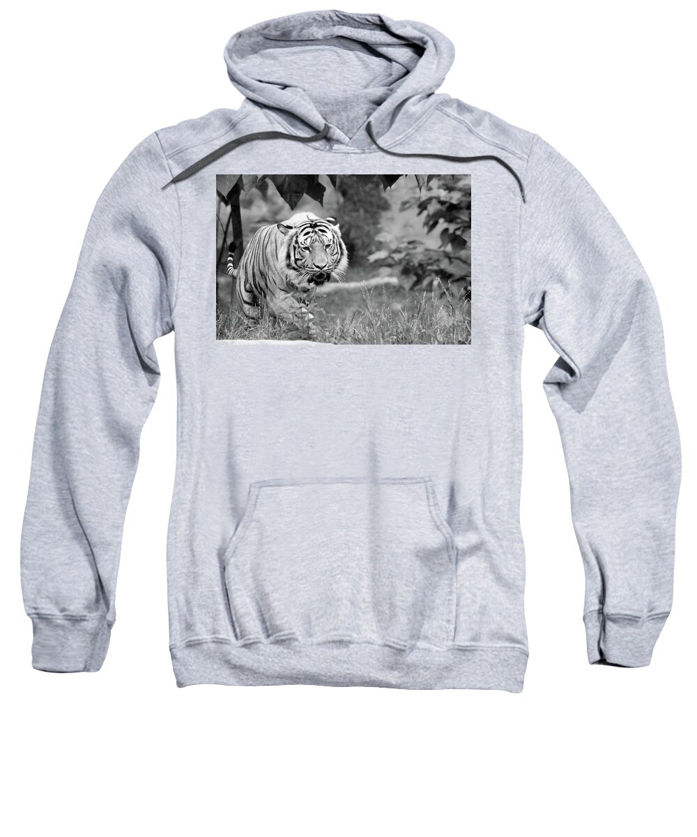  Sweatshirt featuring the photograph Tiger love by Michelle Stephenson