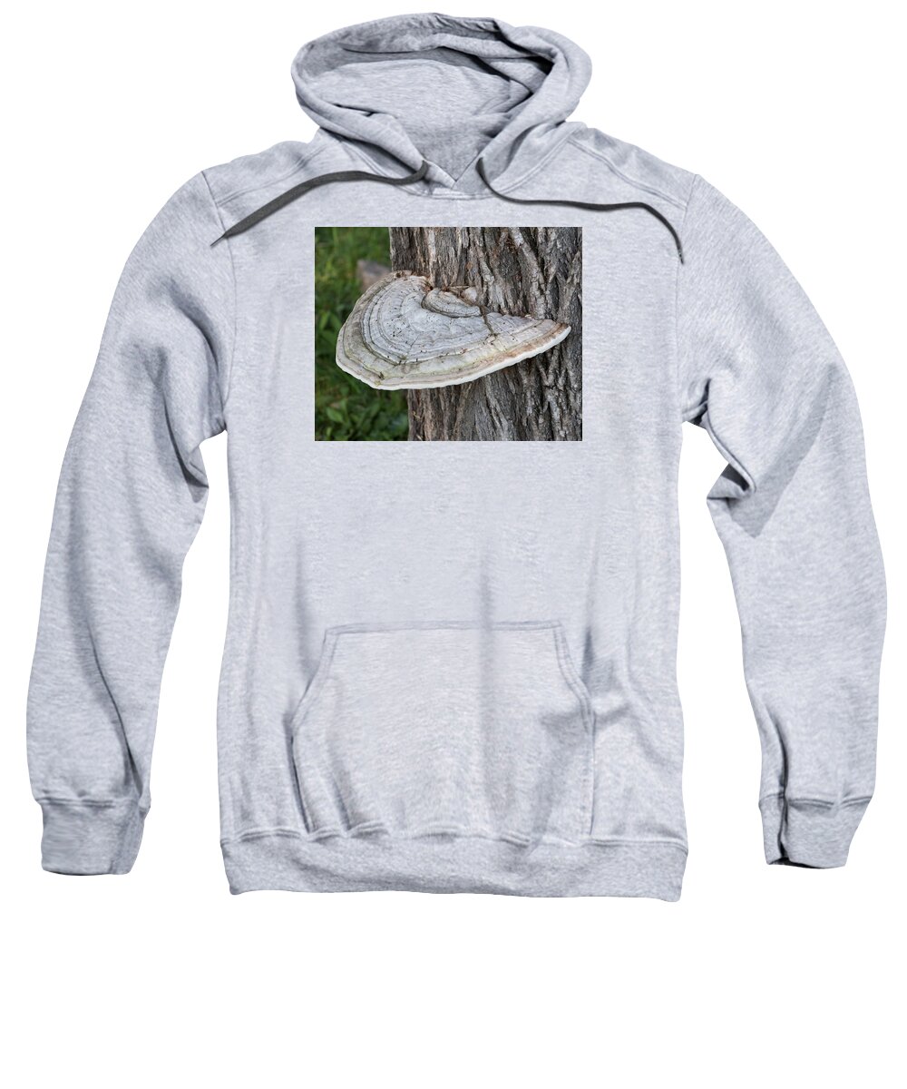 Fungus Sweatshirt featuring the photograph Tree Fungus by Marc Champagne