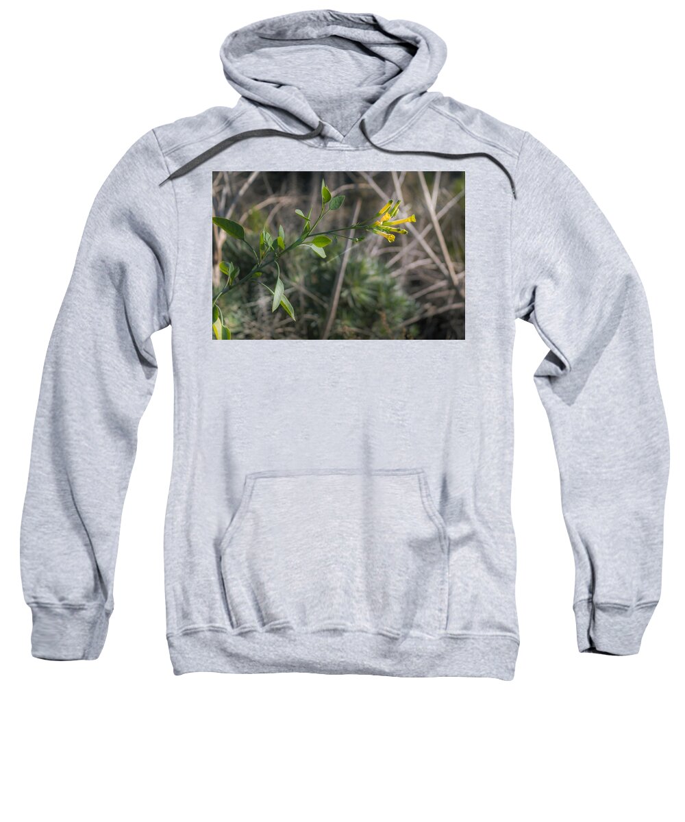 Tree Tobacco Sweatshirt featuring the photograph Tree Tobacco by Alison Frank