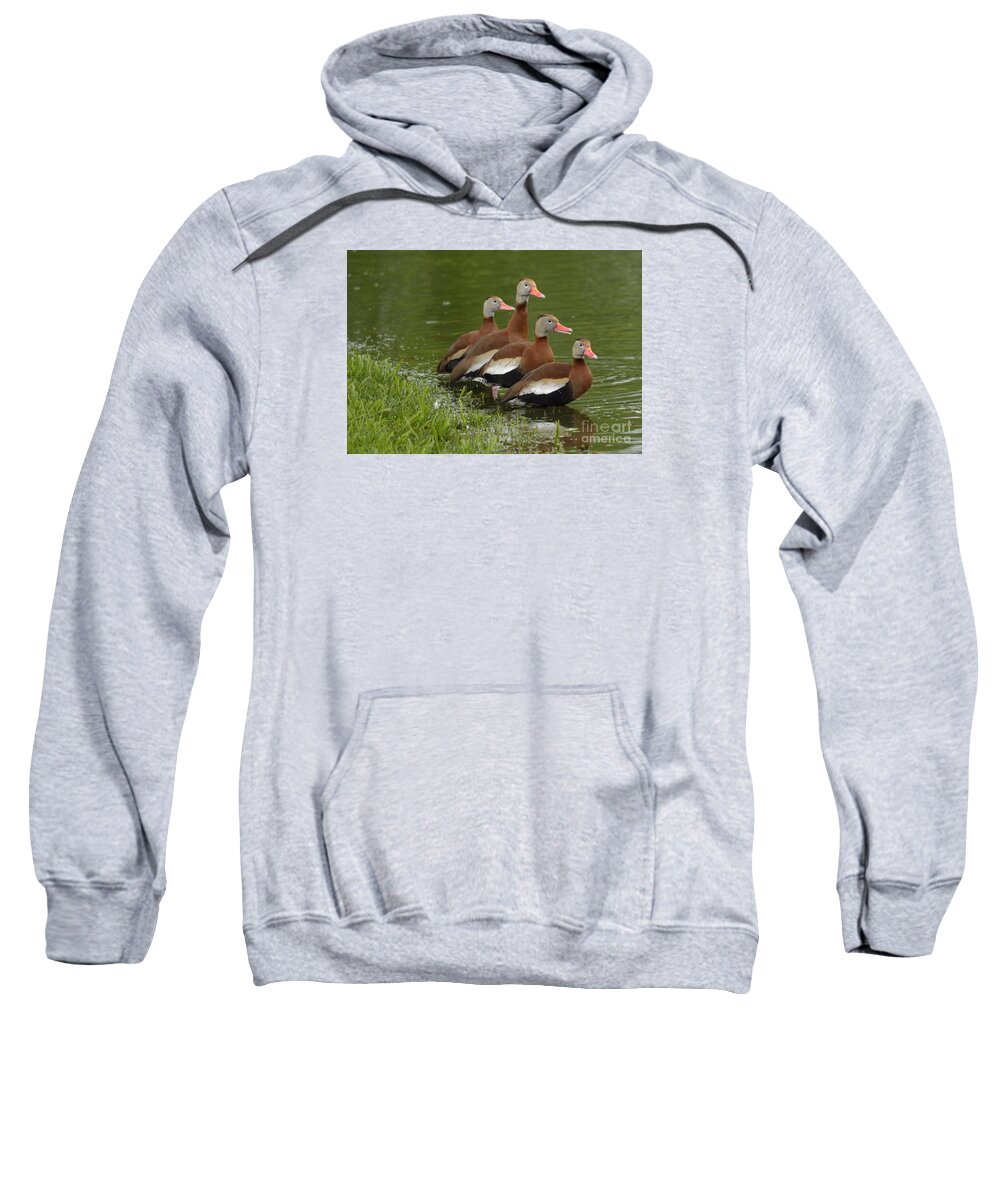 Duck Sweatshirt featuring the photograph Unexpected Visitors by Randy Bodkins
