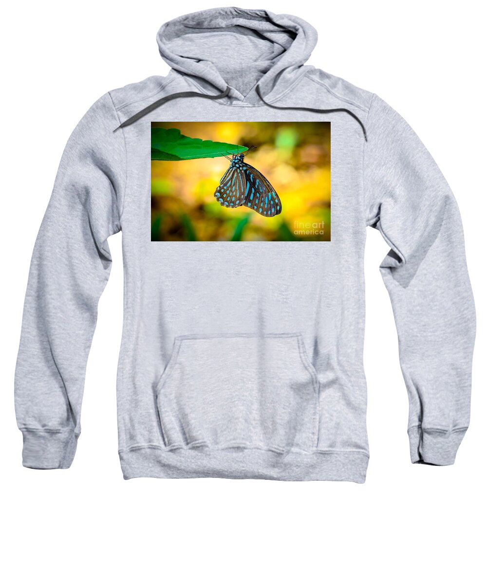 Zebra Butterfly Sweatshirt featuring the photograph Upside Down by Alice Terrill
